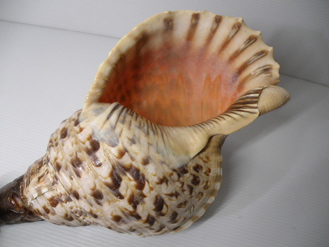 法螺貝 貝 ほら貝 笛 密教 貝殻 35cm ホラ貝 山伏 魔除け ホラガイ