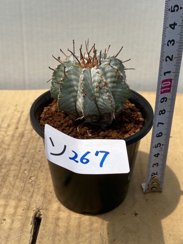 ユーフォルビア ホリダ 特白 親株特良 ユーフォルビア 特白 関上