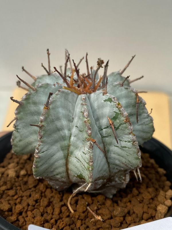 大株白衣 ユーフォルビア・ホリダ - HANS 多肉植物とサボテンの専門店