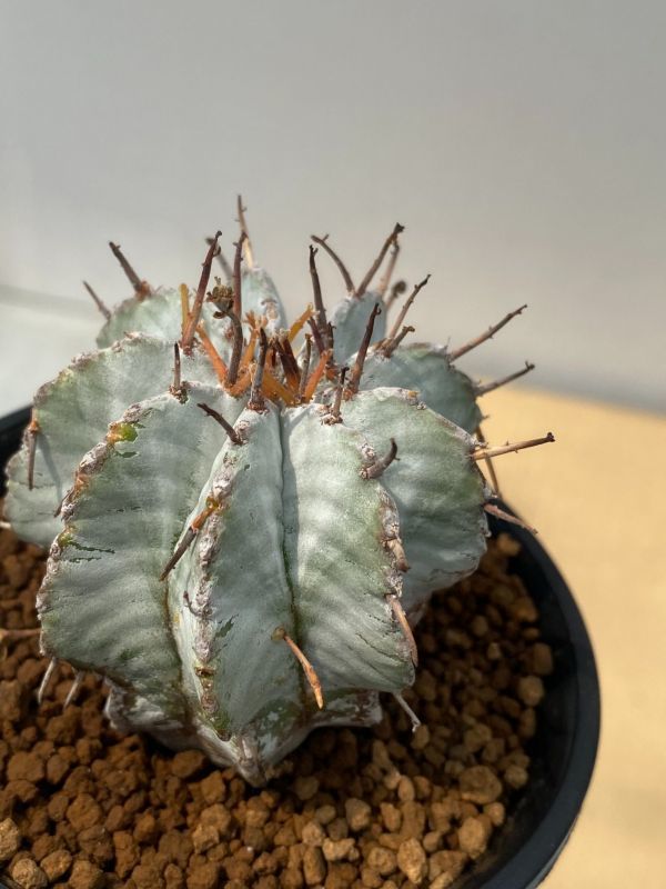 ユーフォルビア ホリダ 特白 親株特良 ユーフォルビア 特白 関上