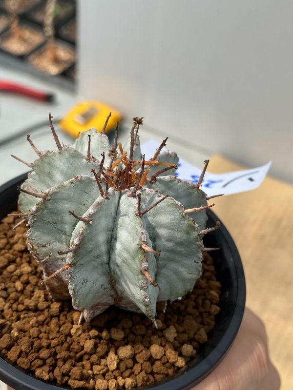 ユーフォルビア ホリダ 特白 親株特良 ユーフォルビア 特白 関上