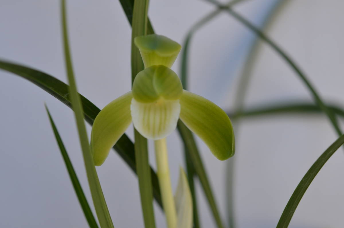 日本春蘭 露雪 緑苔素心 花１ 山野草 ラン 売買されたオークション情報 Yahooの商品情報をアーカイブ公開 オークファン Aucfan Com