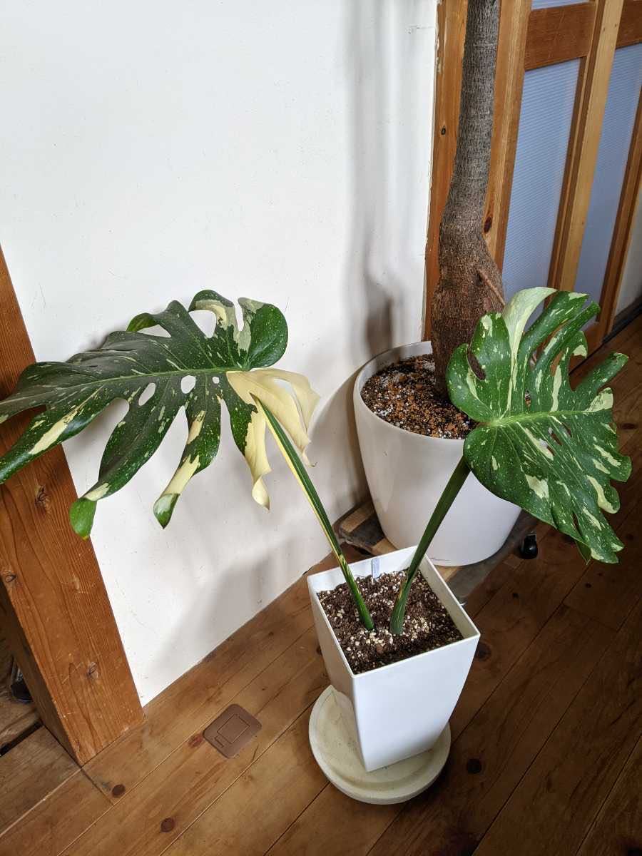 斑入モンステラ・デリシオーサ