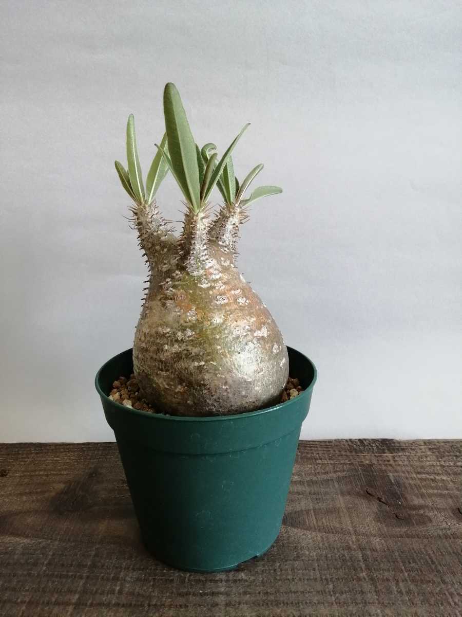 パキポディウム グラキリス Pachypodium Gracilius 短枝 丸形 良型 コーデックス 現地球 発根済 観葉植物 売買されたオークション情報 Yahooの商品情報をアーカイブ公開 オークファン Aucfan Com