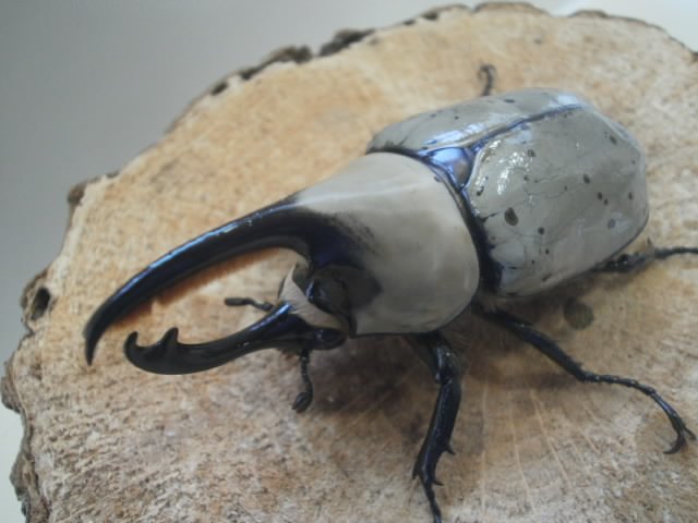 【人気SALE，正規品】 raru108 グラントシロカブト♂74ｍｍ♀54ｍｍ ペア(外国産)｜売買されたオークション情報、yahooの商品情報をアーカイブ公開 - オークファン 外国産