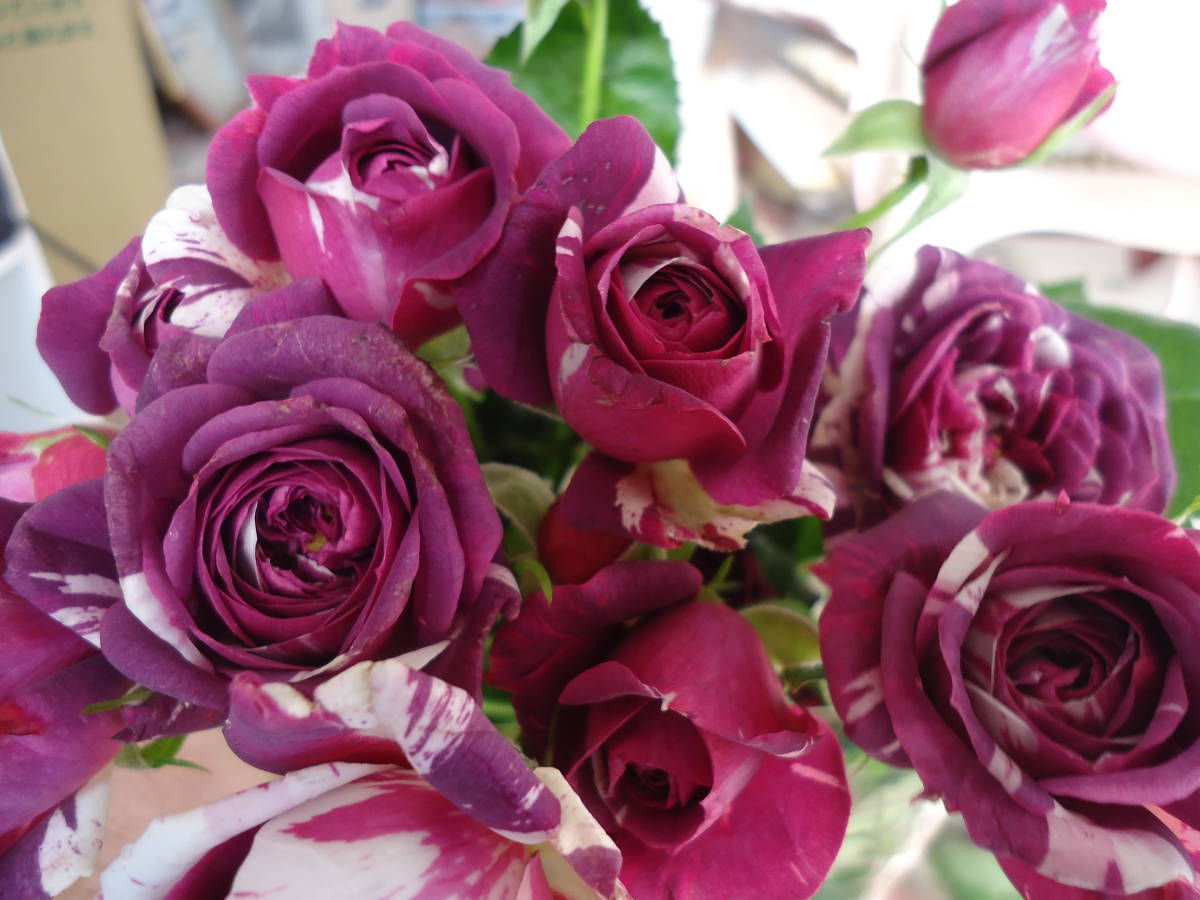 Roses 切り花品種 パープルと白の絞りばらセンテッド 超強香！大輪