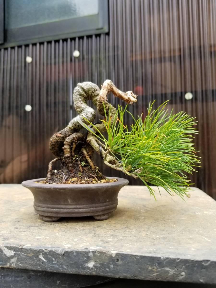五葉松 小品盆栽 葉性良し 盆栽 素材 観葉植物黒松赤松糸魚川真柏五葉松