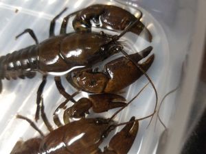 ニホンザリガニの平均価格は31 767円 ヤフオク 等のニホンザリガニのオークション売買情報は92件が掲載されています