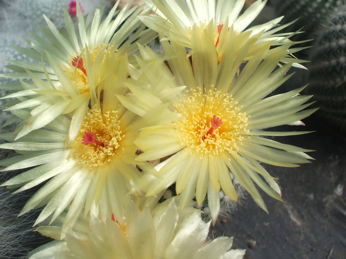 サボテン多肉植物 花サボテン ノトカクタス属 鬼雲丸 サボテン 売買されたオークション情報 Yahooの商品情報をアーカイブ公開 オークファン Aucfan Com