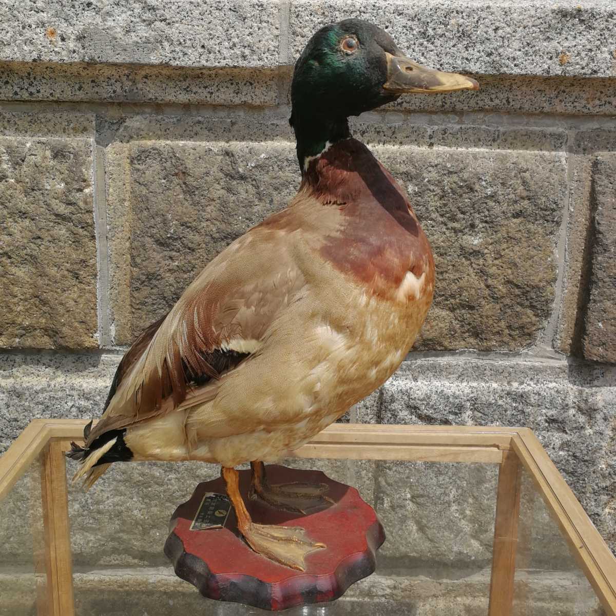 鴨の剥製(対) カモ 鳥類 剥製の製作・直売・レンタル・修理なら剥製専門店 標本 カモ