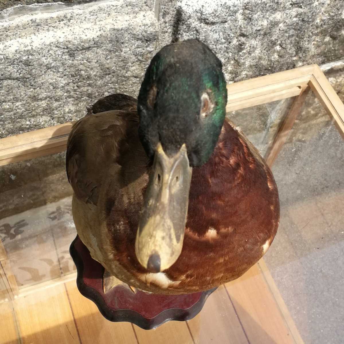 カモ 剥製 鳥 台座付き 大友剥製工芸社/野鳥 鴨 かも/インテリア