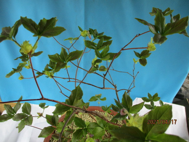 足尾瓔珞ツツジ 花芽あり アシオヨウラク 盆栽 山野草 花 売買されたオークション情報 Yahooの商品情報をアーカイブ公開 オークファン Aucfan Com