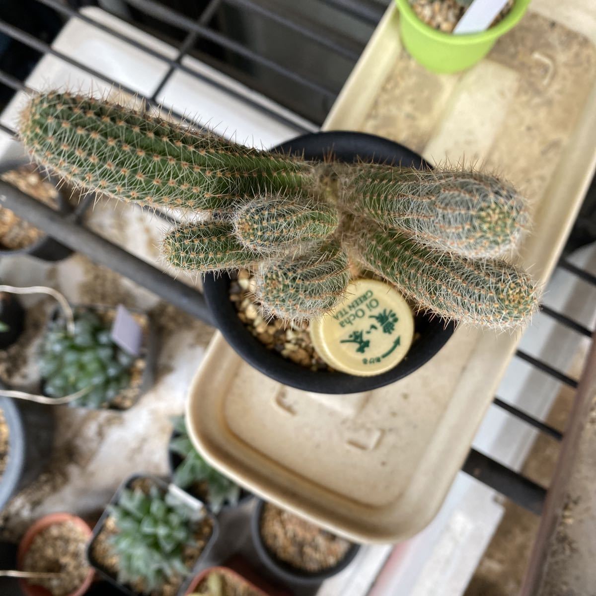 花サボテン - : ロビビア 抜き苗 交配種 tawashiatsume 𝑳𝒐𝒃𝒊𝒗𝒊𝒂