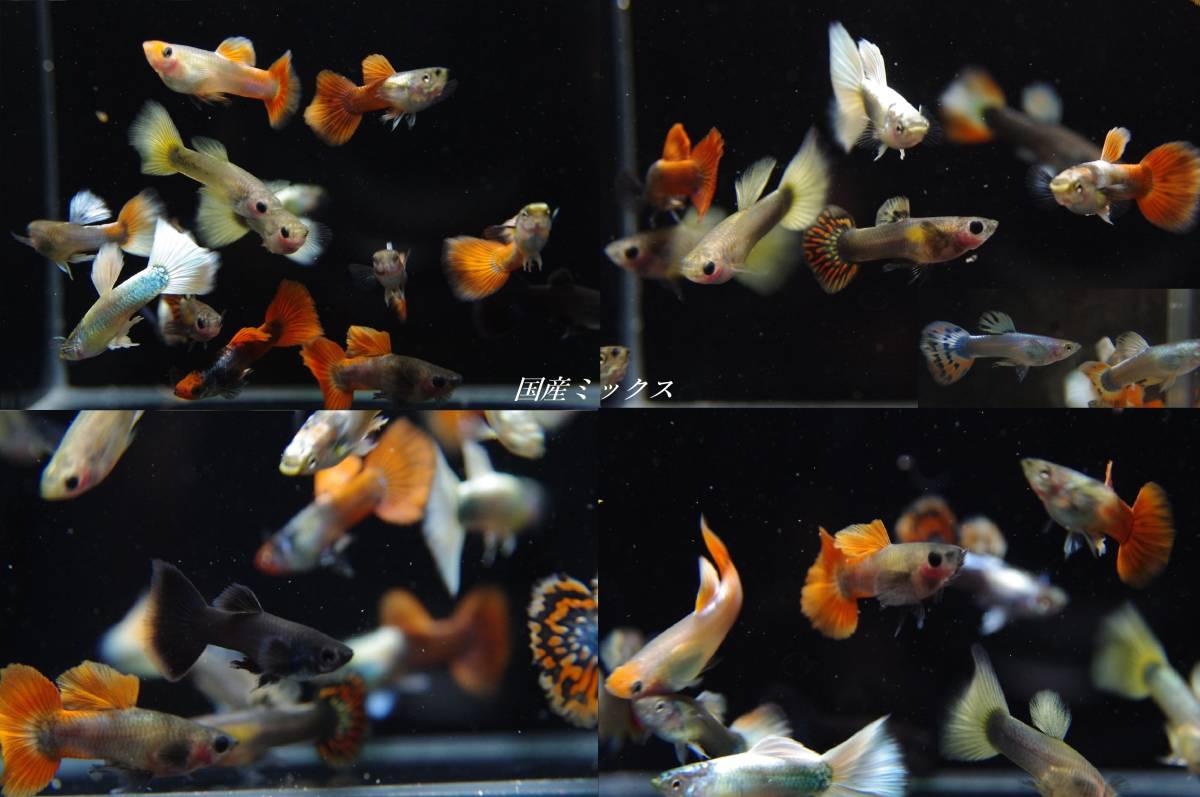 Big Dream 西日本限定発送 国産グッピー 国産ミックス 若個体 ランダム リボン 3 ノーマル 3 計6匹 レッドアイ以外から グッピー 売買されたオークション情報 Yahooの商品情報をアーカイブ公開 オークファン Aucfan Com
