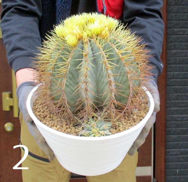 現品 フェロカクタス 王冠竜 サボテン おうかんりゅう セラアート 9号