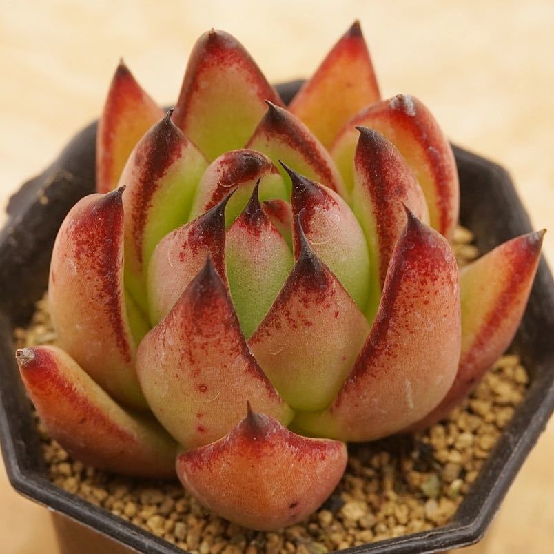 81 Echeveria Agavoides V Hidalgo 輸入種子育成苗 エケベリア 多肉植物 多肉 抜き苗 苗 売買されたオークション情報 Yahooの商品情報をアーカイブ公開 オークファン Aucfan Com 81 Echeveria Agavoides V Hidalgo 輸入種子育成苗 エケベリア 多肉植物 多肉 抜き苗 苗 売買されたオークション情報 Yahooの商品情報をアーカイブ公開 オークファン Aucfan Com