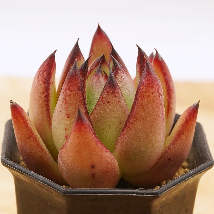 81 Echeveria Agavoides V Hidalgo 輸入種子育成苗 エケベリア 多肉植物 多肉 抜き苗 苗 売買されたオークション情報 Yahooの商品情報をアーカイブ公開 オークファン Aucfan Com 81 Echeveria Agavoides V Hidalgo 輸入種子育成苗 エケベリア 多肉植物 多肉 抜き苗 苗 売買されたオークション情報 Yahooの商品情報をアーカイブ公開 オークファン Aucfan Com