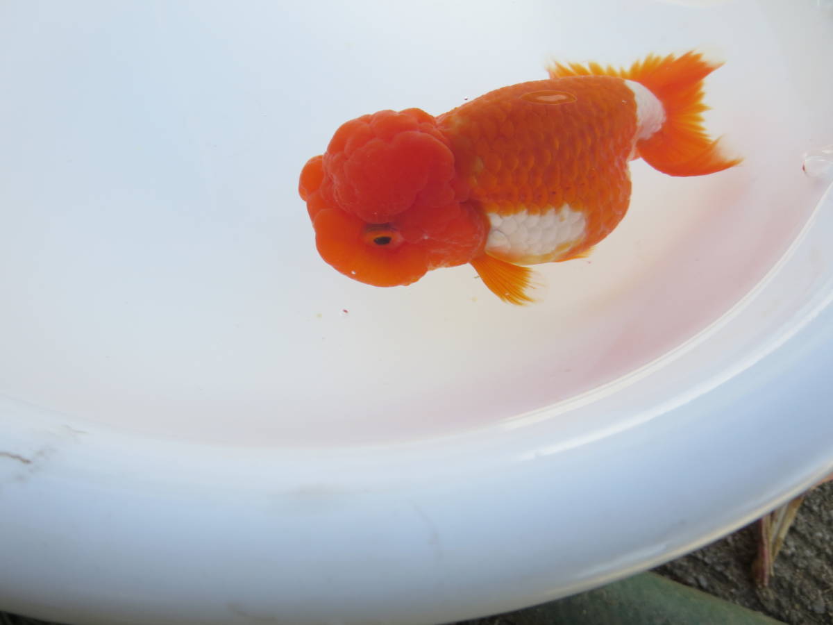 宇野系らんちゅう3歳♀
