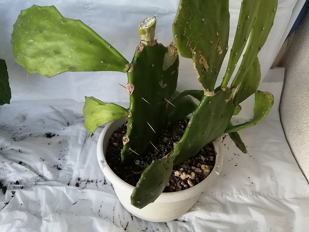 ウチワサボテンその2 団扇 鉢植え 画像の現物 植物と鉢セット 越冬実績あり強健個体 昨年秋に植え替え済み 成長旺盛 健康体 サボテン 売買されたオークション情報 Yahooの商品情報をアーカイブ公開 オークファン Aucfan Com