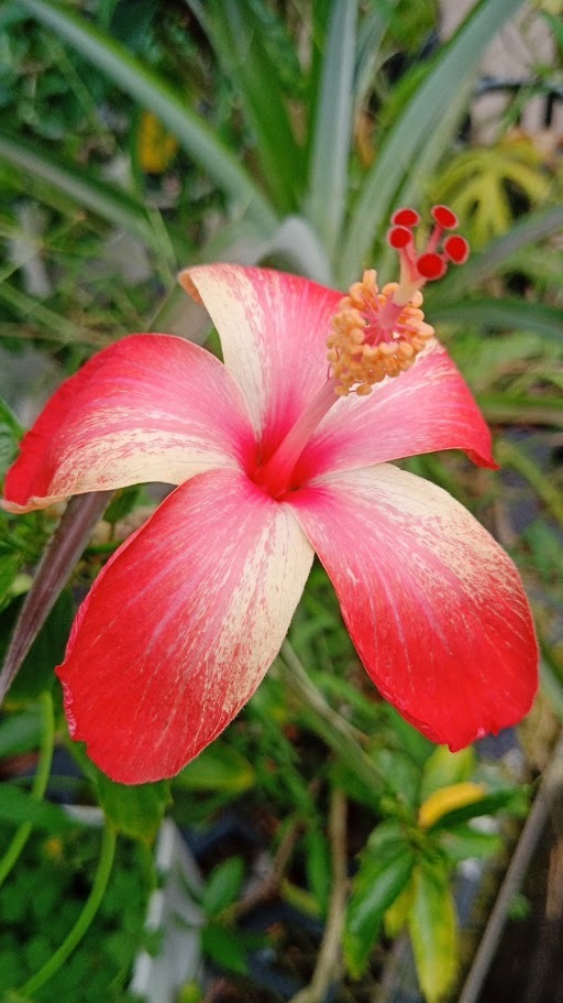 ハワイアンハイビスカス うりずん 4 5号 5号ポット 花 売買されたオークション情報 Yahooの商品情報をアーカイブ公開 オークファン Aucfan Com ハワイアンハイビスカス うりずん 4 5号 5号ポット 花 売買されたオークション情報 Yahooの商品情報をアーカイブ公開 オークファン Aucfan Com