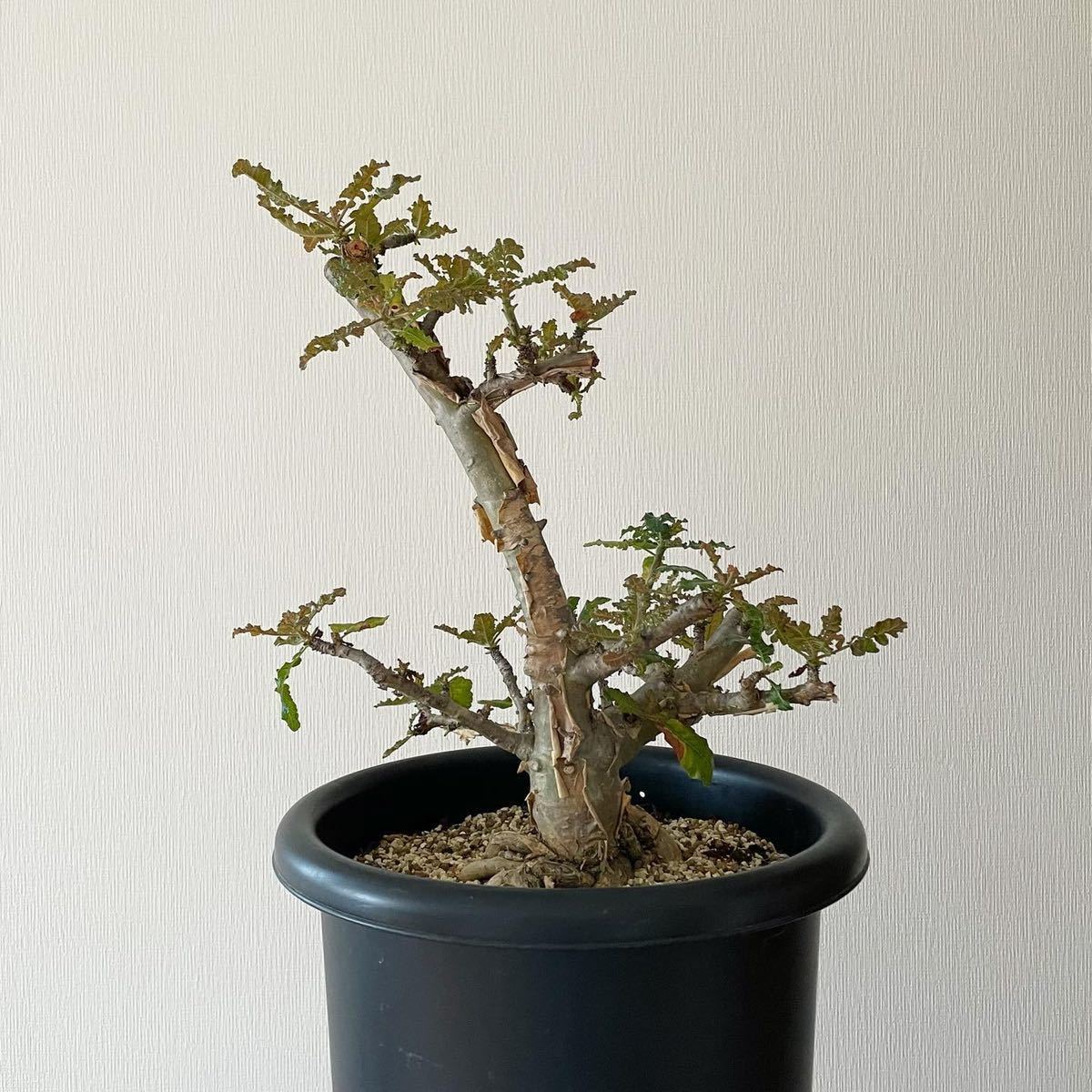 現地株 ボスウェリア サクラ 多肉植物 塊根植物 コーデックス ブルセラ 