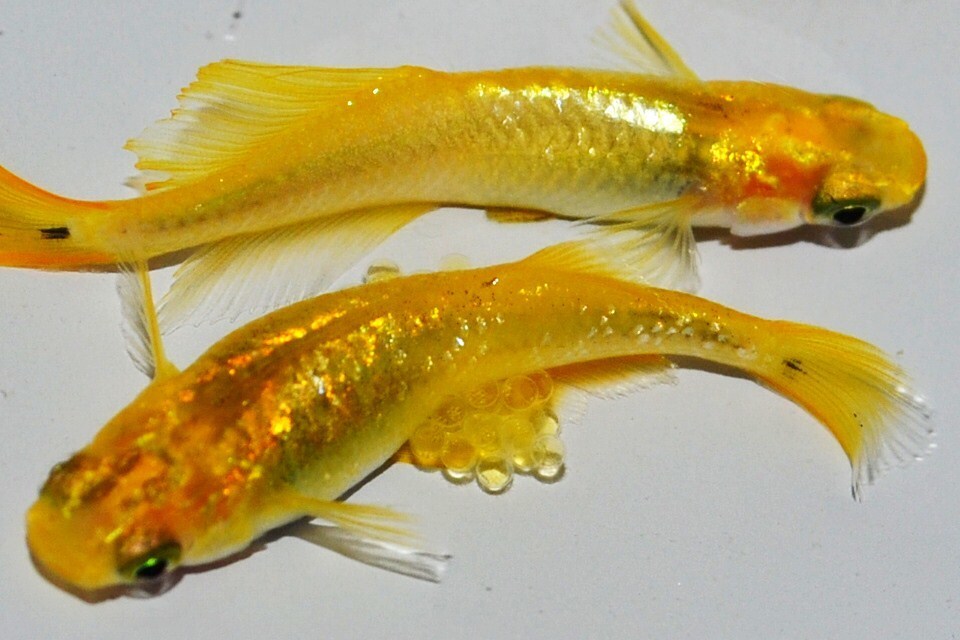 １円 新種超レア レモンスカッシュ ヒカリ体型 めだか卵12個 めだか 売買されたオークション情報 Yahooの商品情報をアーカイブ公開 オークファン Aucfan Com