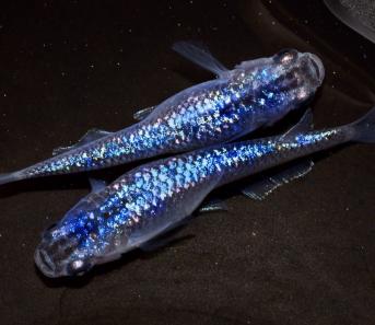 景福めだか 激レア サファイア背鰭有無混合ペア 背鰭無しも産まれます 有精卵10個 本家静楽庵様血統 改良メダカ めだか 売買されたオークション情報 Yahooの商品情報をアーカイブ公開 オークファン Aucfan Com