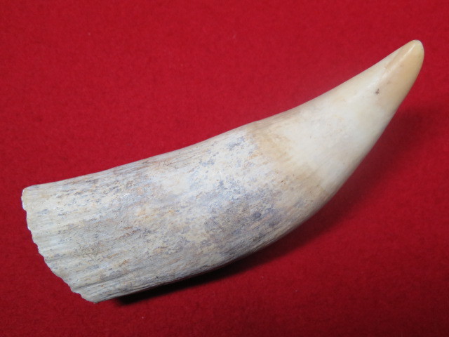 鯨歯 381g 大きな鯨の歯 386.9g 抹香鯨歯 クジラ歯 希少！根付/標本/ルアー