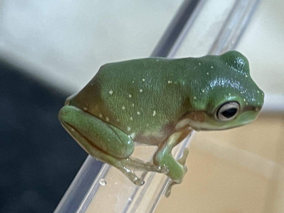 Bears Frog イエアメガエル ベビー スポット入り カエル 売買されたオークション情報 Yahooの商品情報をアーカイブ公開 オークファン Aucfan Com