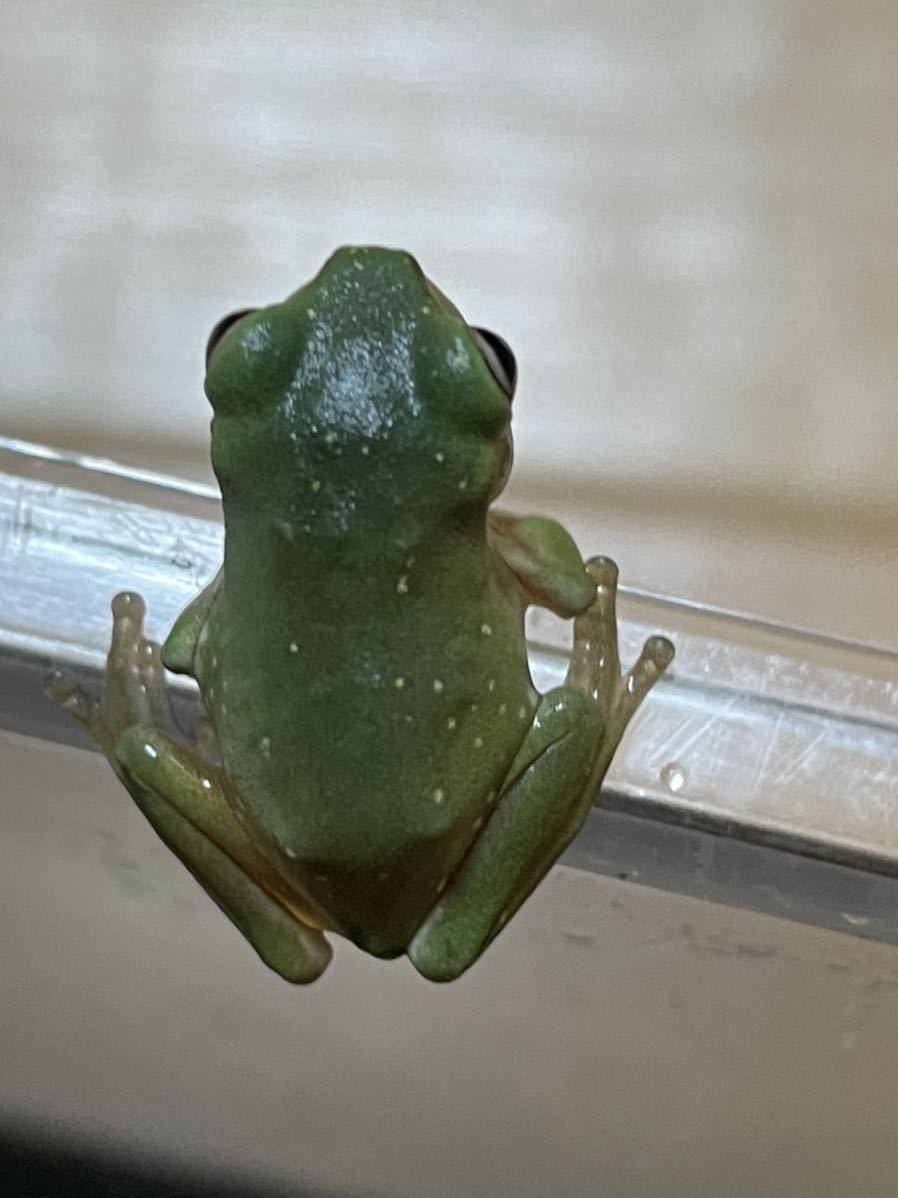 Bears Frog イエアメガエル ベビー スポット入り カエル 売買されたオークション情報 Yahooの商品情報をアーカイブ公開 オークファン Aucfan Com