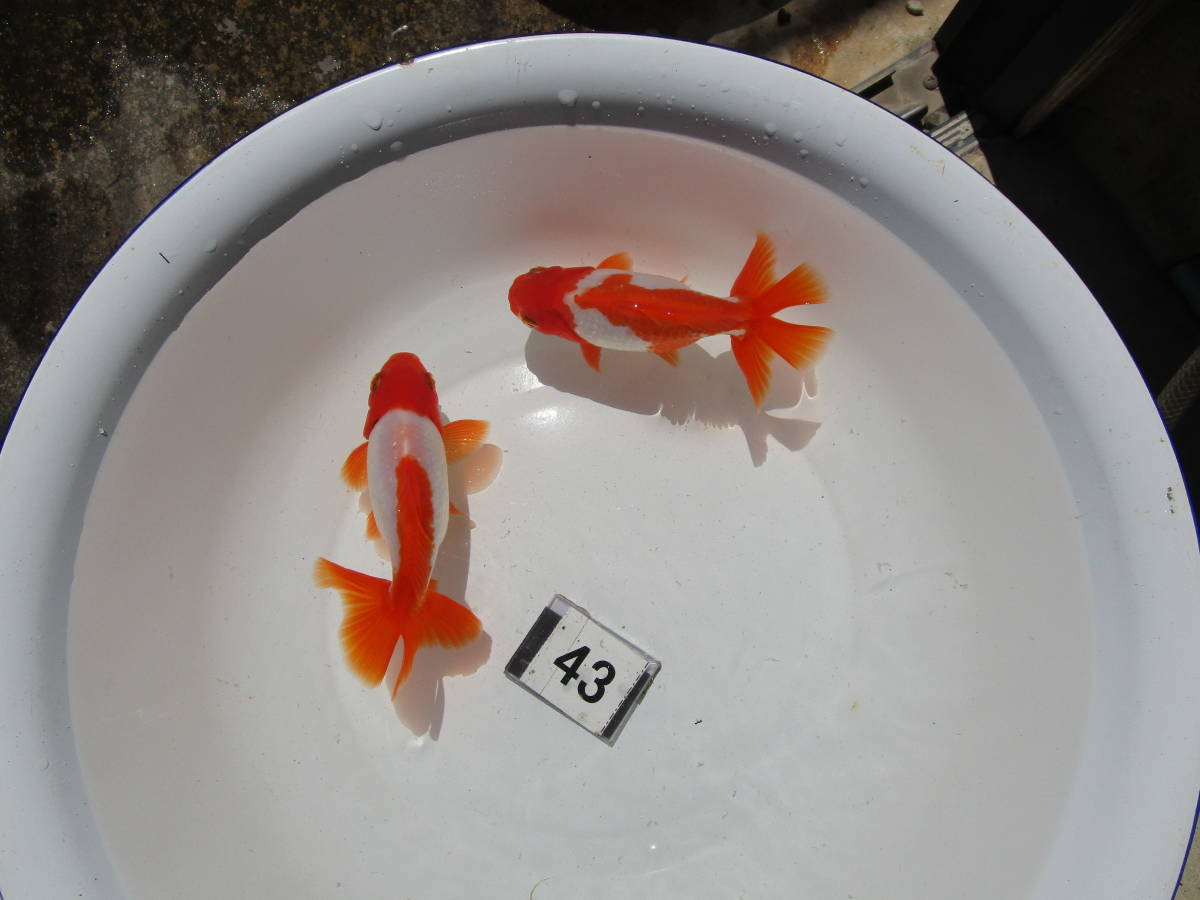 【三州錦】（43）明け2歳魚　2匹　13cm前後