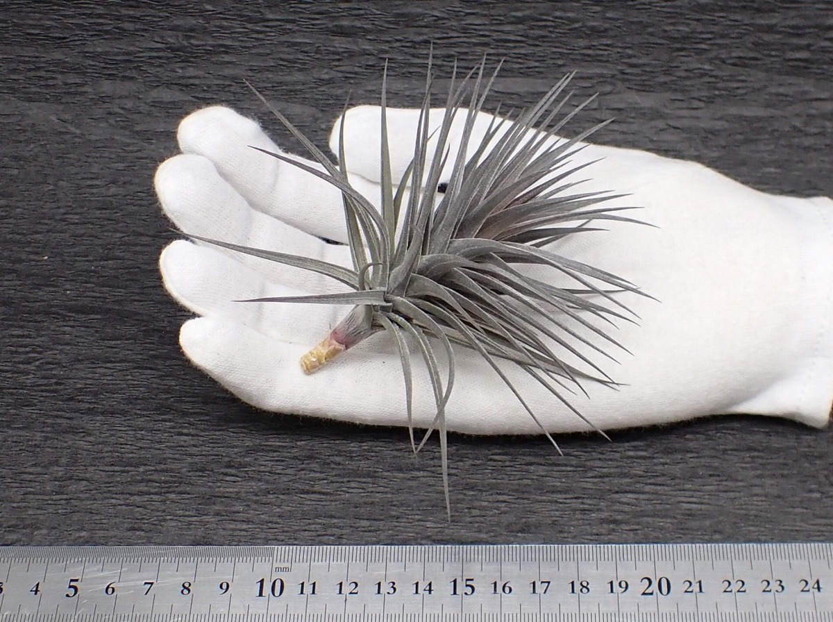 Tillandsia Aeranthos Nigra チランジア アエラントス ニグラ エアプランツep 第四種 税別1円 アナナス 売買されたオークション情報 Yahooの商品情報をアーカイブ公開 オークファン Aucfan Com Tillandsia Aeranthos Nigra チランジア アエラントス ニグラ エアプランツep 第四種 税別1円 アナナス 売買されたオークション情報 Yahooの商品情報をアーカイブ公開 オークファン Aucfan Com