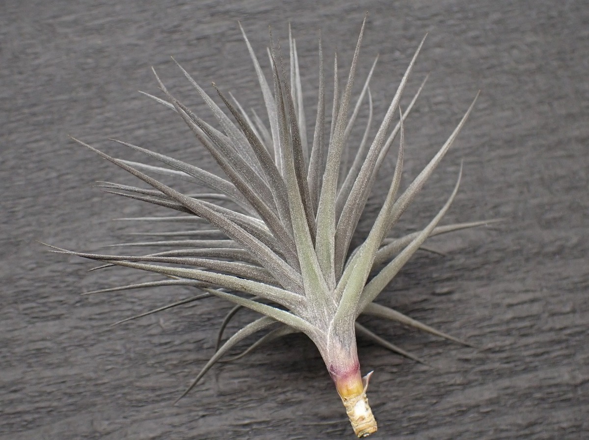 Tillandsia Aeranthos Nigra チランジア アエラントス ニグラ エアプランツep 第四種 税別1円 アナナス 売買されたオークション情報 Yahooの商品情報をアーカイブ公開 オークファン Aucfan Com Tillandsia Aeranthos Nigra チランジア アエラントス ニグラ エアプランツep 第四種 税別1円 アナナス 売買されたオークション情報 Yahooの商品情報をアーカイブ公開 オークファン Aucfan Com