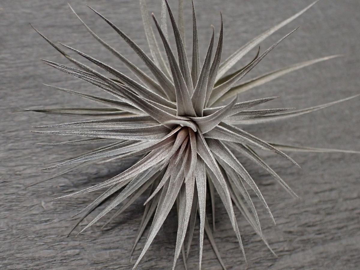 Tillandsia Aeranthos Nigra チランジア アエラントス ニグラ エアプランツep 第四種 税別1円 アナナス 売買されたオークション情報 Yahooの商品情報をアーカイブ公開 オークファン Aucfan Com Tillandsia Aeranthos Nigra チランジア アエラントス ニグラ エアプランツep 第四種 税別1円 アナナス 売買されたオークション情報 Yahooの商品情報をアーカイブ公開 オークファン Aucfan Com