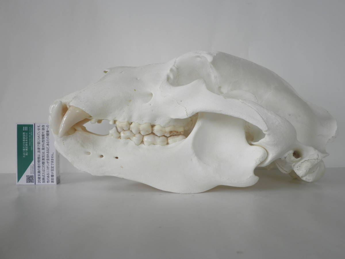 格安 ヒグマの頭骨 頭蓋骨 スケルトン スカル ひぐま 熊 剥製 科学 自然 売買されたオークション情報 Yahooの商品情報をアーカイブ公開 オークファン Aucfan Com