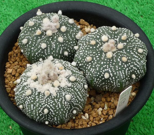 3/29 ②ユーフォルビア オベサ 国内実生 塊根直径5cmくらい 多肉植物