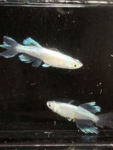 青蝶のヤフオク の相場 価格を見る ヤフオク の青蝶のオークション売買情報は222件が掲載されています