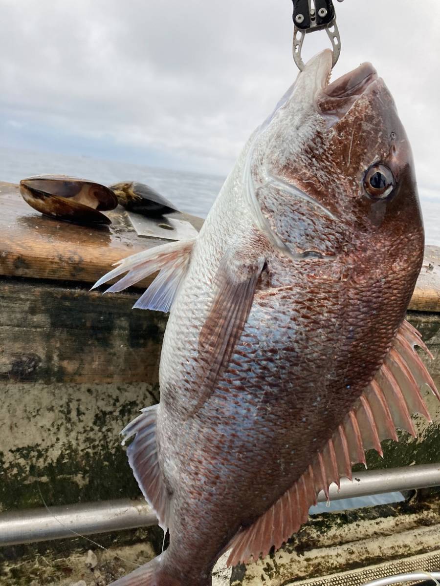 釣り餌 10kg ムール貝 カラス貝 シウリ貝 ムラサキイガイ 青森県産 真鯛 石鯛 黒鯛 コブダイ アイナメ カワハギなどの釣りエサ エサ 売買されたオークション情報 Yahooの商品情報をアーカイブ公開 オークファン Aucfan Com