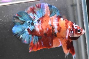 ダブルテールのヤフオク の相場 価格を見る ヤフオク のダブルテールのオークション売買情報は169件が掲載されています