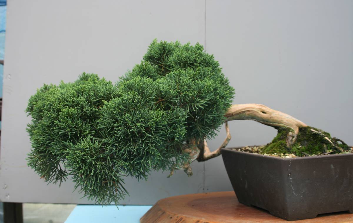小品 ボケ盆栽 五葉松盆栽 真柏盆栽 懸崖 真柏 黒松 赤松 五葉松 小品 ボケ