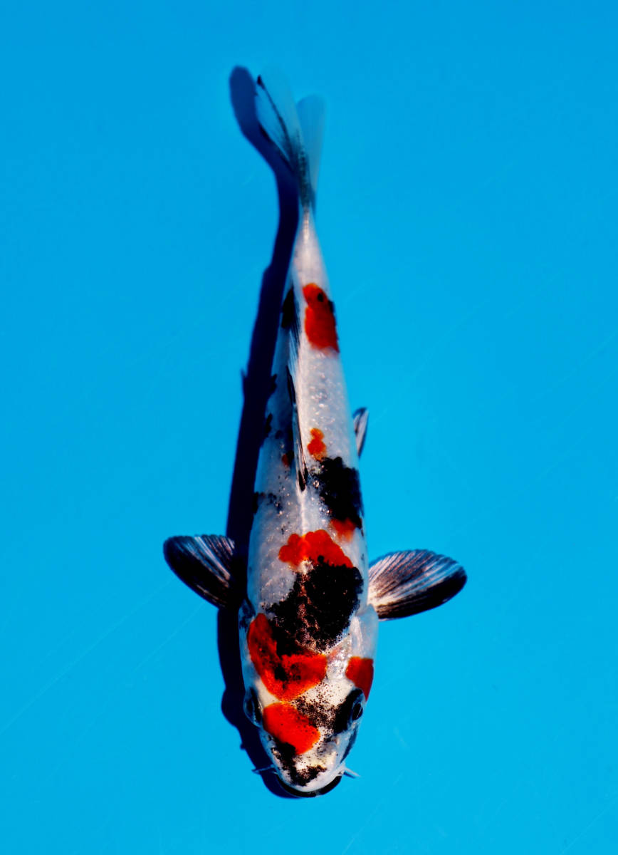 【レア】錦鯉 剥製 額入り ☆アクアガーデン新潟☆ 綺麗な錦鯉の厳選品 No.35