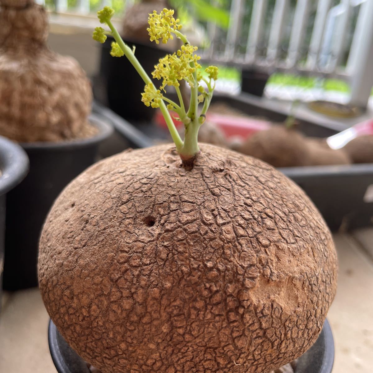 発芽10株Stephania Erectaステファニア エレクタ 塊根植物4cmくらい