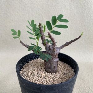 ヤフオク の花 園芸 Dioの相場 価格を見る ヤフオク のdioのオークションの花 園芸売買情報は307件が掲載されています