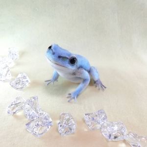 アマガエルのヤフオク の相場 価格を見る ヤフオク のアマガエルのオークション売買情報は332件が掲載されています