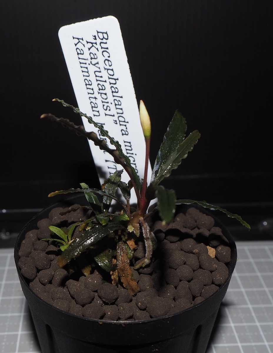 ブセファランドラ sp.micrantha Kayulapis1[TB便] 【公式通販】