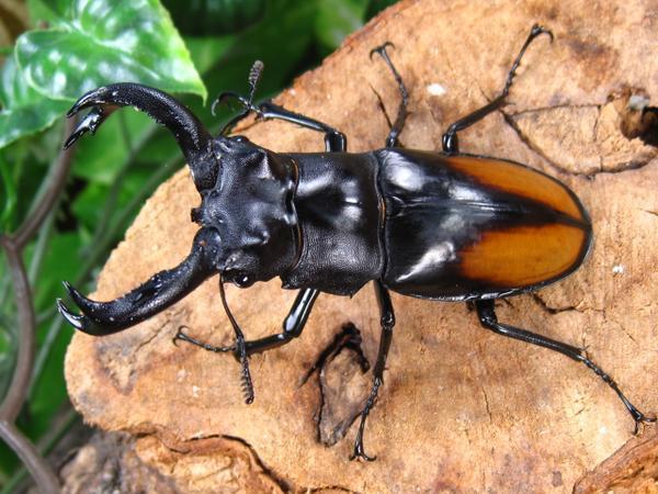 セアカフタマタクワガタ販売 ♂88ミリ♀48ミリ・昆虫卸問屋アリストWD