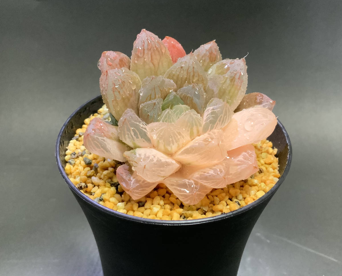 多肉植物 ハオルチア OB-1オブツーサ錦 糊斑 鮮明錦 【公式通販】
