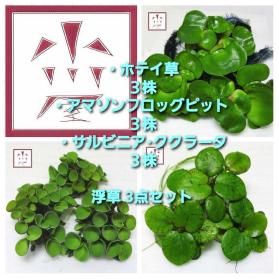 小川屋 ホテイ草 アマゾンフロッグピット サルビニアククラータ ３株ずつ 浮草水草ホテイアオイ メダカの産卵床などに 浮き草類 売買されたオークション情報 Yahooの商品情報をアーカイブ公開 オークファン Aucfan Com