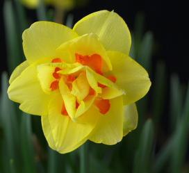 八重咲き水仙 タヒチ の球根を５球 スイセン 売買されたオークション情報 Yahooの商品情報をアーカイブ公開 オークファン Aucfan Com