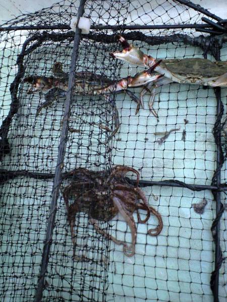 カニ籠タコ籠12枚 厳しかっ